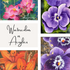 Collage of floral paintings labeled &